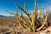 Tres Virgenes, Baja California