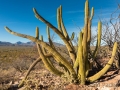 Tres Virgenes, Baja California