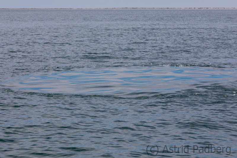 Abgetaucht - Bahia San Ignacio