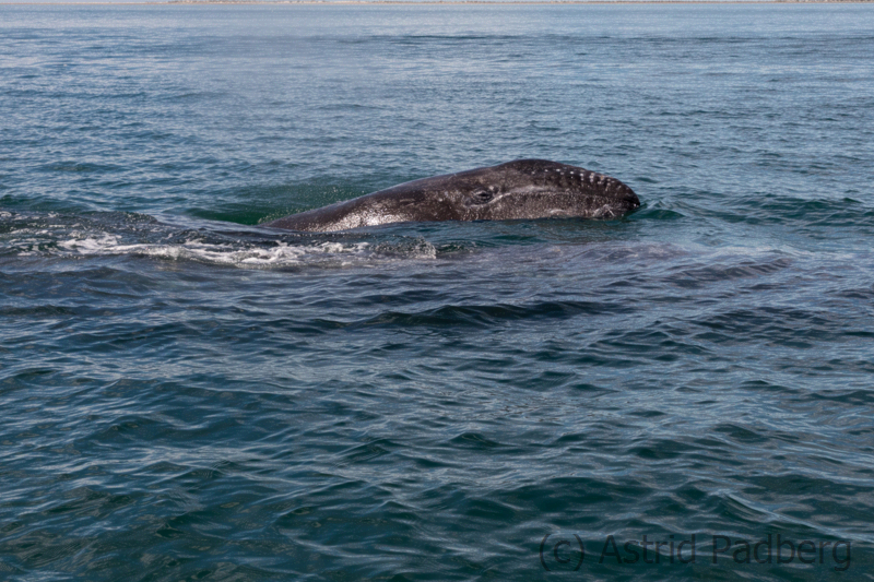 Baby schaut aus dem Wasser, Mutter abgetaucht