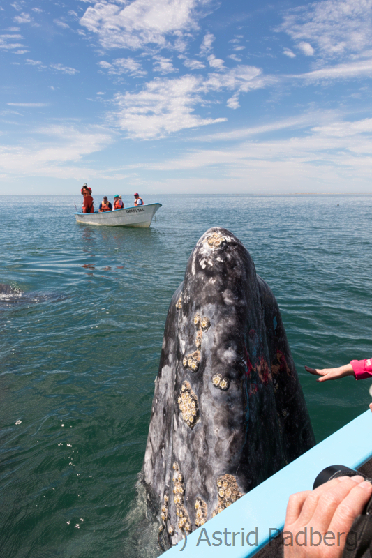 Walmama lukt aus dem Wasser, Bahia San Ignacio