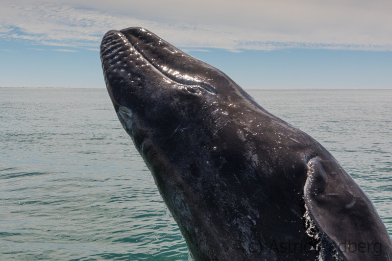 Walbaby springt, Bahia San Ignacio