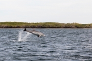 Springender Tümmler, Bahia Magdalena