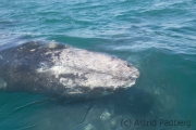 Mutter und Baby, Guerrero Negro