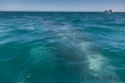 Abgetaucht, Guerrero Negro