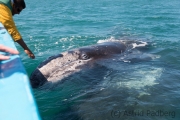 Streicheleinheit für's Grauwalbaby, Guerrero Negro