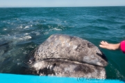 Streicheleinheit für's Grauwalbaby, Guerrero Negro