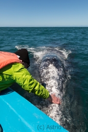 Guerrero Negro