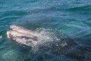 Grauwalbaby mit Barten, Guerrero Negro