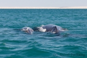 Mutter und Kind, Guerrero Negro