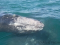 Mutter und Baby, Guerrero Negro