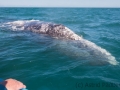 Grauwal geht längsseits, Guerrero Negro