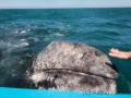 Streicheleinheit für's Grauwalbaby, Guerrero Negro