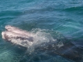 Grauwalbaby mit Barten, Guerrero Negro