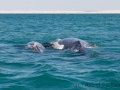 Mutter und Kind, Guerrero Negro