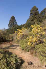 Sierra de Chincua