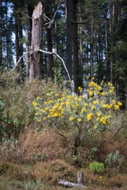 Sierra de Chincua