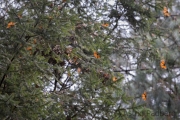 Amerikanischer Monarch