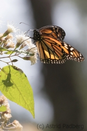 Amerikanischer Monarch