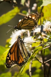 Amerikanischer Monarch