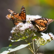 Amerikanischer Monarch