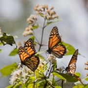 Amerikanischer Monarch