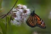 Amerikanischer Monarch