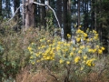 Sierra de Chincua