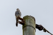 Buntfalke