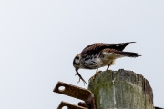 Buntfalke