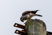 Buntfalke
