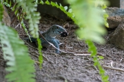 Montserrat Mameiva