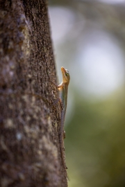 vielleicht  Cope's ameiva