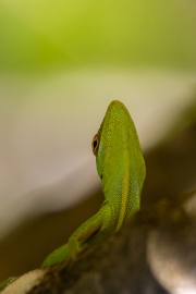 Plymouth anole