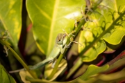 Plymouth anole