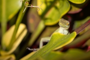Plymouth anole