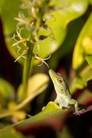 Plymouth anole