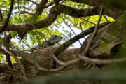 Grüner Leguan