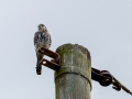 Buntfalke
