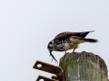 Buntfalke