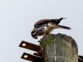 Buntfalke