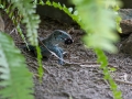 Montserrat Mameiva