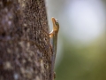 vielleicht  Cope's ameiva