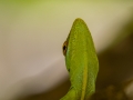 Plymouth anole