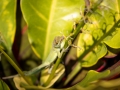 Plymouth anole