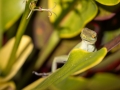 Plymouth anole