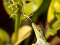 Plymouth anole