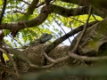 Grüner Leguan