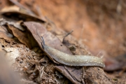Filicaulis seychellensis auf dem Weg zum Morne Blanc