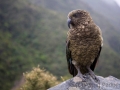 Kea, Arthurs Pass, Otira Point